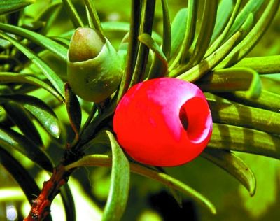 紅豆杉樹在園林綠化中有哪些優(yōu)勢？